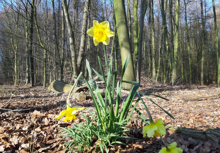 Lockerungen
