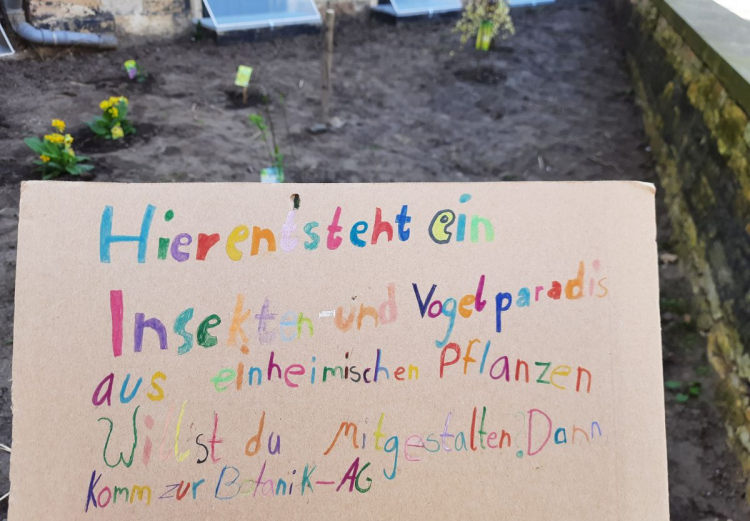 Zaubernuss und Felsenbirne