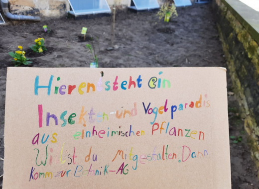 Zaubernuss und Felsenbirne