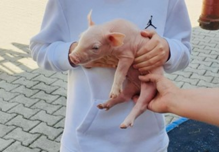 Exkursion zum Bauernhof