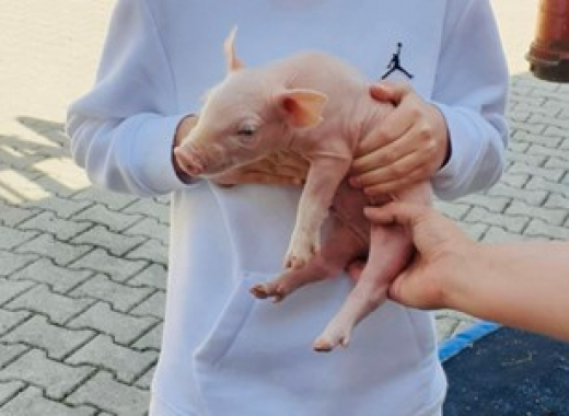 Exkursion zum Bauernhof